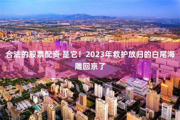 合法的股票配资 是它！2023年救护放归的白尾海雕回京了